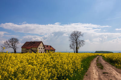 Abandoned house on a rapeseed field