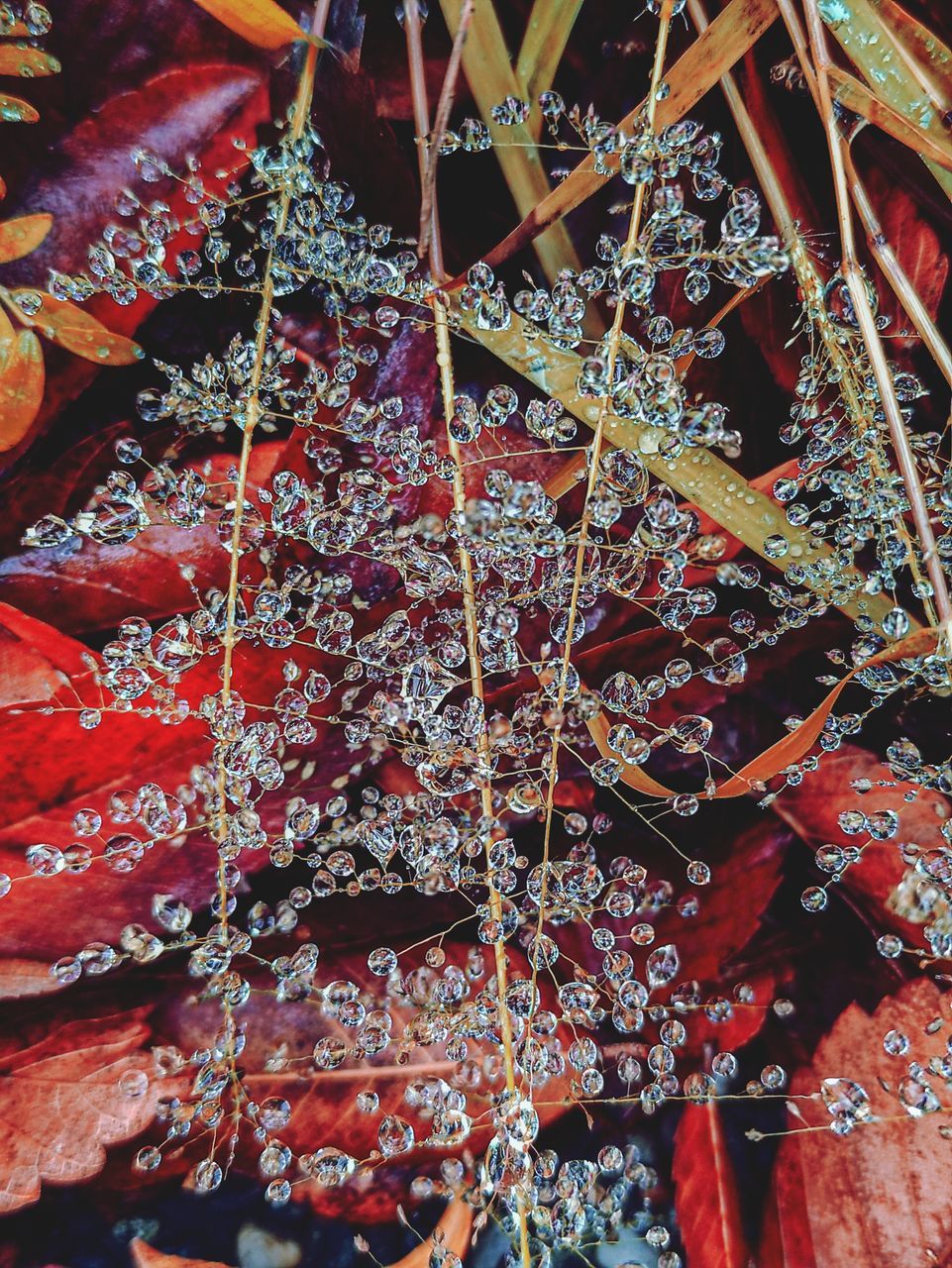 no people, full frame, decoration, backgrounds, hanging, red, day, flower, close-up, pattern, christmas tree, tree, christmas, art, multi colored, leaf, low angle view, outdoors, tradition, autumn, celebration