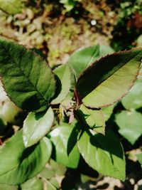 Close-up of insect on plant