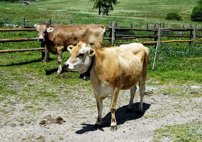Cows standing in field