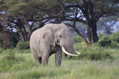Elephant in amboseli national park, kenya, africa