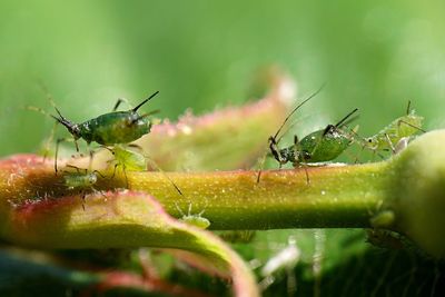 Close-up of insect on plant