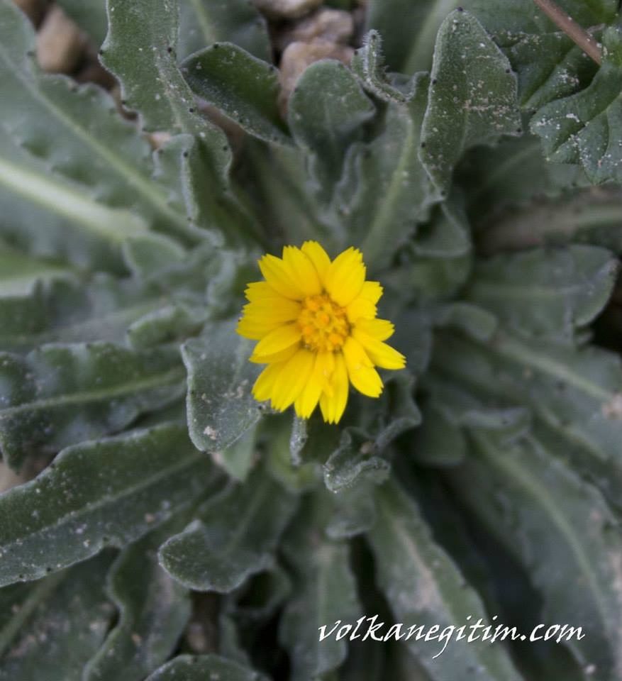 flower, freshness, fragility, petal, yellow, flower head, growth, close-up, beauty in nature, single flower, focus on foreground, plant, nature, blooming, pollen, water, in bloom, leaf, high angle view, outdoors