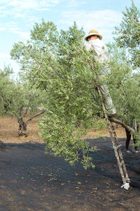 Farmer with straw hat on a ladder picking olives from the top of the tree.