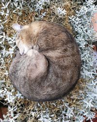 High angle view of cat sleeping