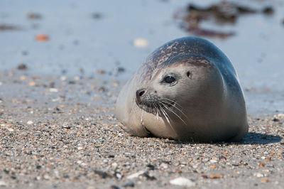 Close-up of a harbor seal pup at the beach