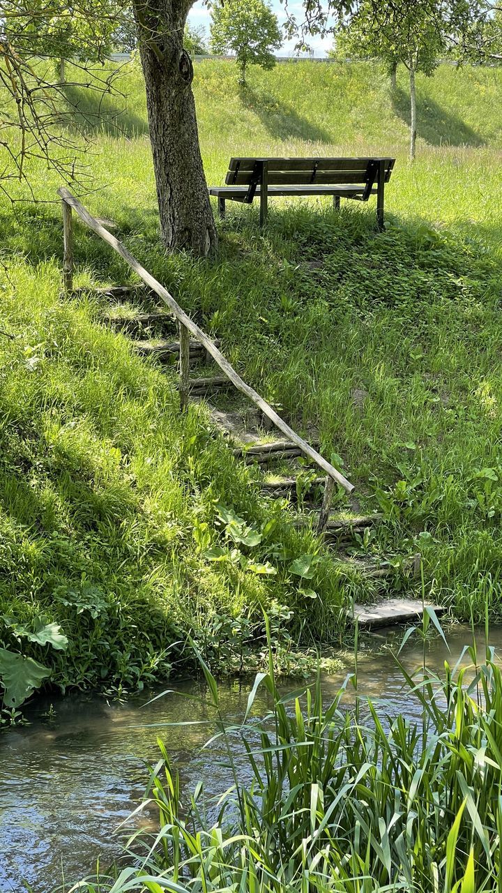 plant, nature, grass, green, tree, growth, tranquility, beauty in nature, day, bench, water, tranquil scene, seat, park, no people, woodland, land, wetland, pond, flower, park - man made space, outdoors, garden, field, river, scenics - nature, stream, trunk, meadow, sunlight, tree trunk, non-urban scene, wood, park bench, empty, leaf, landscape, idyllic, nature reserve