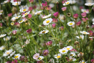 Close-up of cosmos flowers blooming outdoors