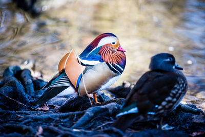 Close-up of two birds on land