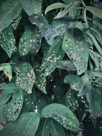 Full frame shot of wet leaves