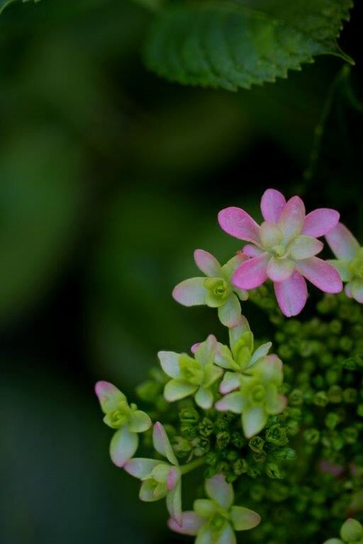 flower, petal, growth, freshness, fragility, beauty in nature, flower head, plant, close-up, focus on foreground, nature, blooming, leaf, selective focus, purple, green color, pink color, in bloom, park - man made space, outdoors