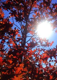 Sun shining through trees