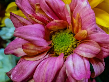 Close-up of pink flowers blooming outdoors