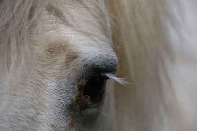 Close-up of a horse eye