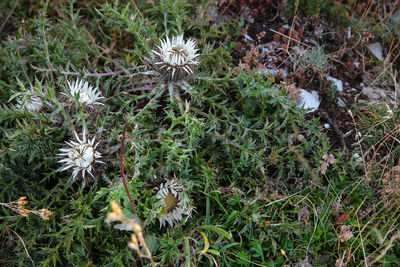 Close-up high angle view of plants