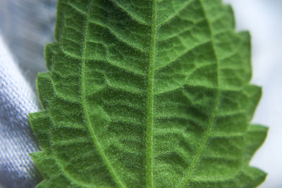 Close-up of leaf