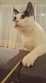 Close-up of cat sitting on sofa at home