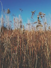 Plants against sky