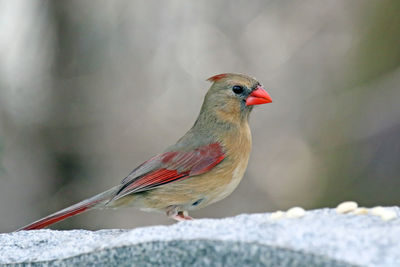 Close-up of bird perching on retaining wall