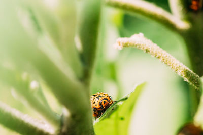 Close-up of insect on plant