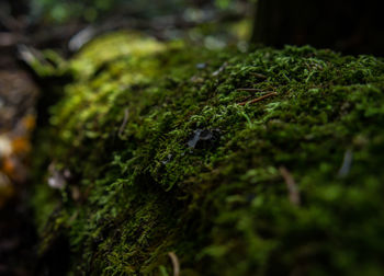 Close-up of moss growing on rock