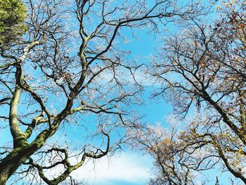 Low angle view of flower tree against blue sky