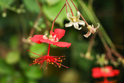 Close-up of red flowering plant