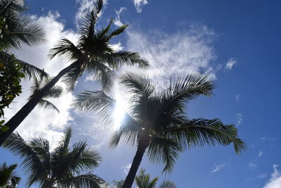 Low angle view of palm trees against sky