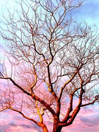 Low angle view of bare tree against sky