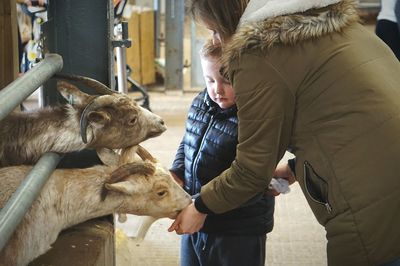 Woman and boy feeding goats at pen