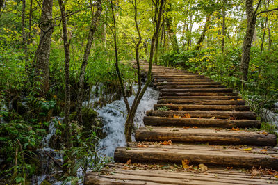 Steps in forest