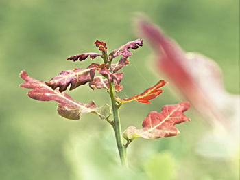 Close-up of pink flowering plant