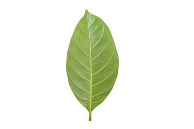 Close-up of leaves against white background
