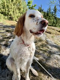 Close-up of a dog looking away