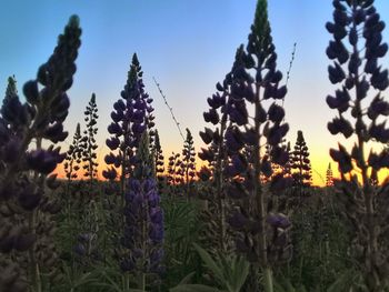 Close-up of purple flowering plants on field against sky during sunset