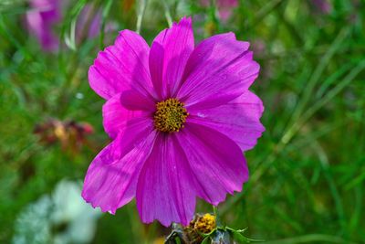 Close-up of pink flower