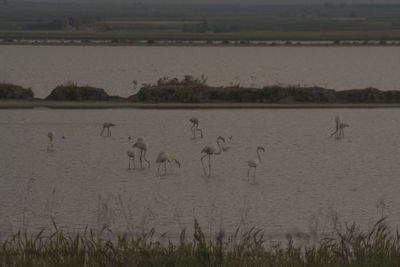 Birds in lake against sky