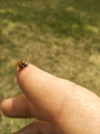 Close-up of ladybug on hand