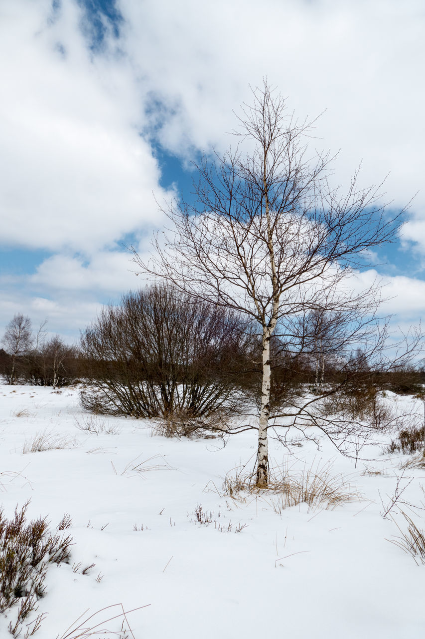 BARE TREE IN SNOW COVERED FIELD AGAINST SKY