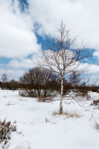 Bare tree on snow covered field against sky