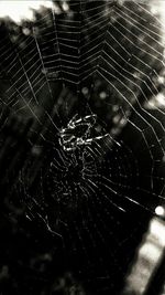 spider web