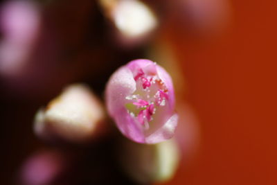 Close-up of pink flower blooming outdoors