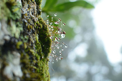 Close-up of insect on tree trunk