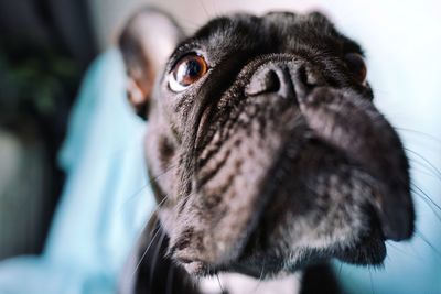 Close-up of french bulldog dog looking away