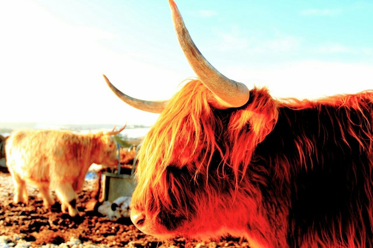 domestic animals, animal themes, horse, livestock, mammal, working animal, brown, sky, one animal, herbivorous, landscape, field, close-up, animal hair, nature, sunset, sunlight, rural scene, two animals, outdoors