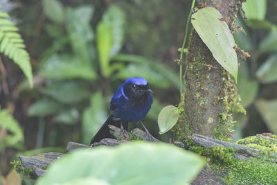 Close-up of bird perching on plant