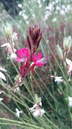 Close-up of pink flowers