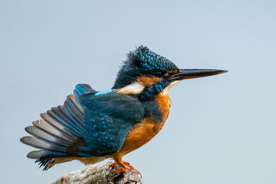 Close-up of bird perching against clear sky
