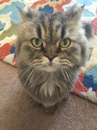 Close-up portrait of cat