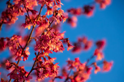 Low angle view of autumnal leaves against blue sky
